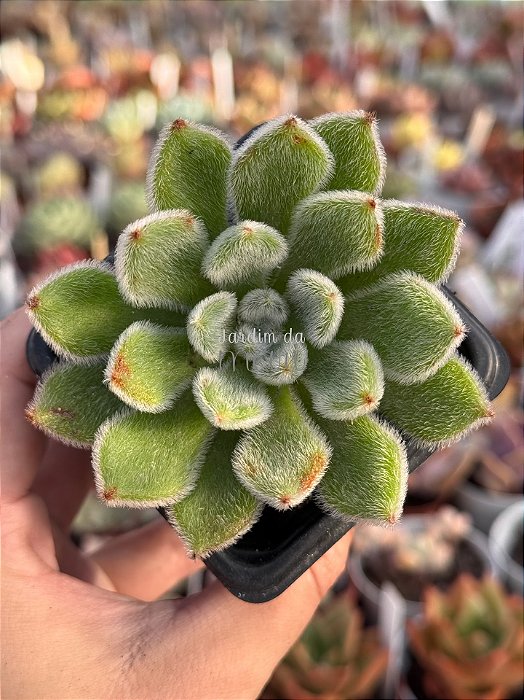 Echeveria doris taylor