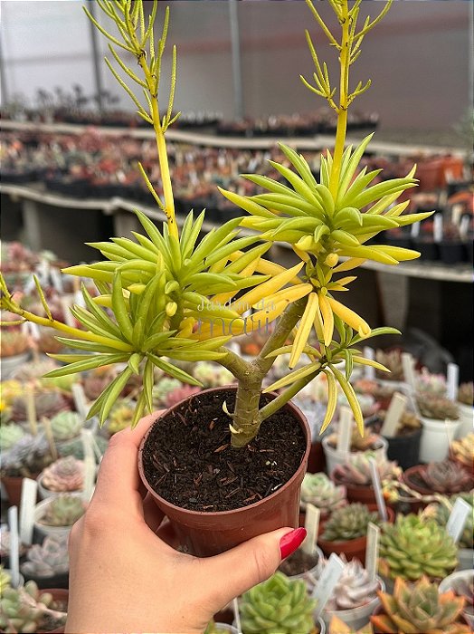 Peperomia ferreyrae