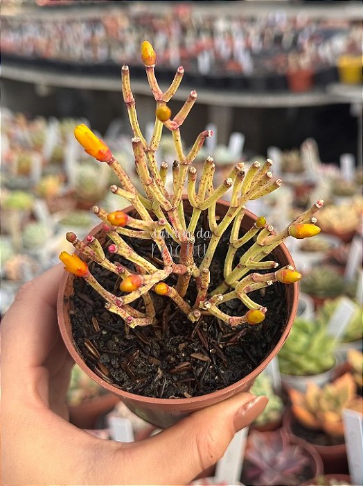 Rhipsalis