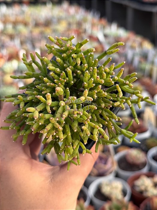 Rhipsalis cereusa