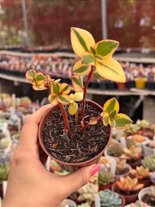 Crassula sarmentosa variegata