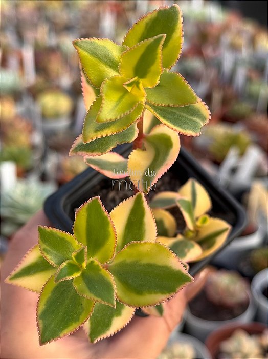 Crassula sarmentosa variegata