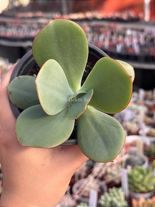 Echeveria Júlia Áurea reversa