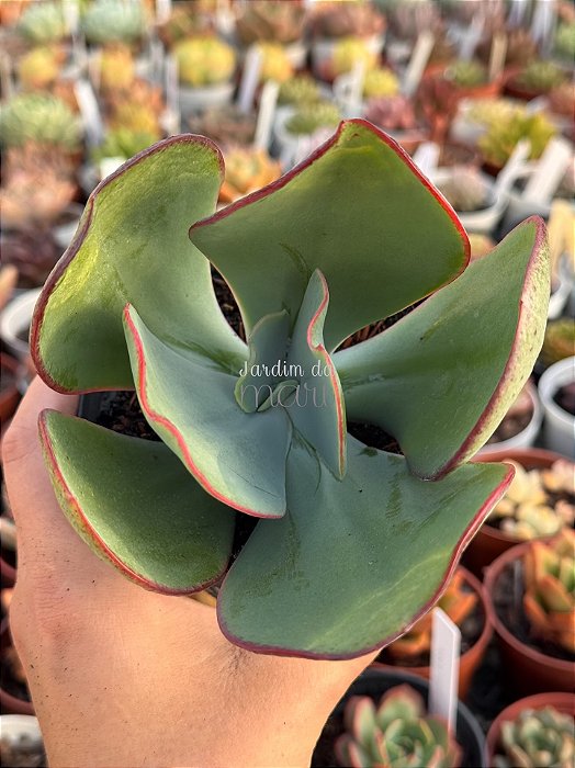 Echeveria Júlia Áurea reversa (sem raiz)