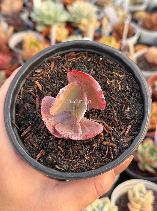 Echeveria Monalisa com carúnculas