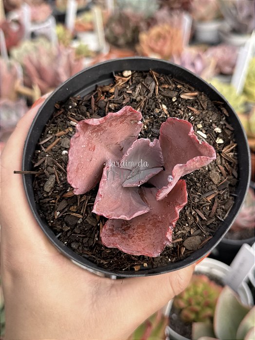 Echeveria Monalisa com carúnculas