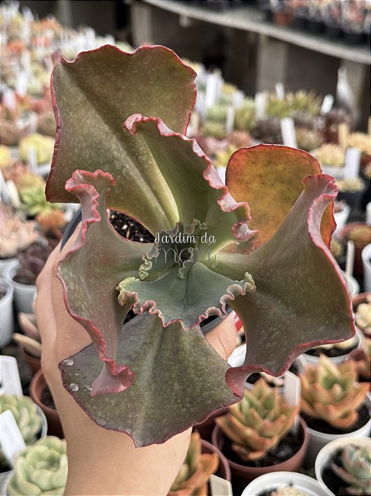 Echeveria dick wright