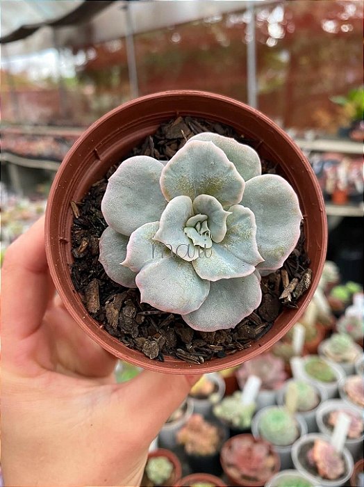 Echeveria red marble variegata