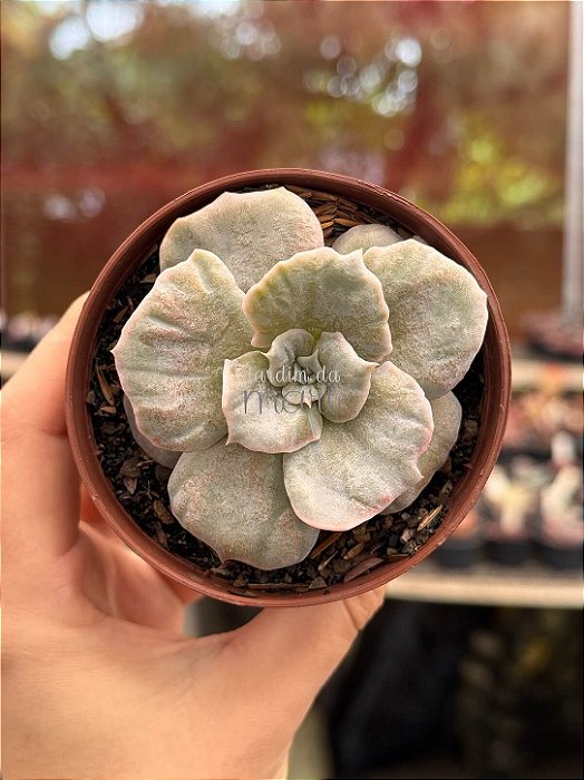 Echeveria red marble variegata