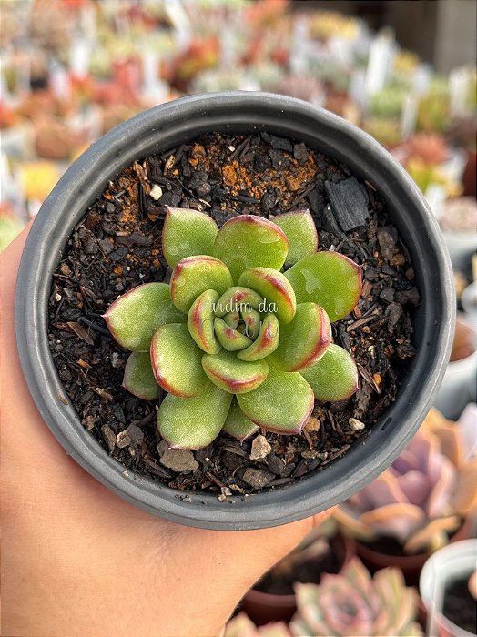 Echeveria agavoides fantasy (importada)