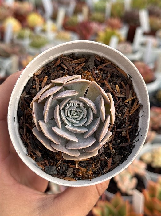 Echeveria wavelittle