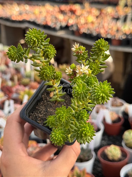 Sedum goldmanii