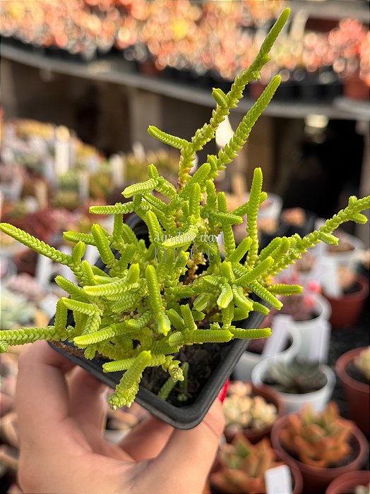 Crassula muscosa