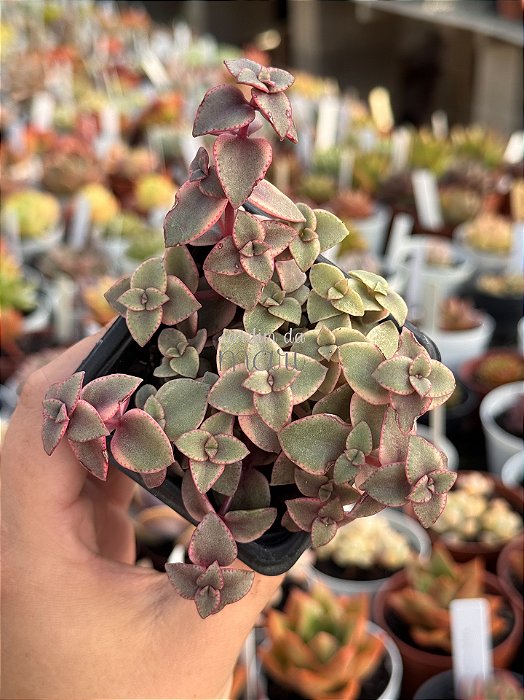 Crassula pellucida rubra