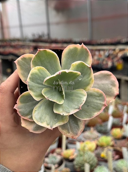 Echeveria ice age variegata G