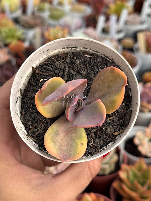 Echeveria decora rainbow