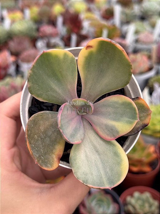 Echeveria decora rainbow