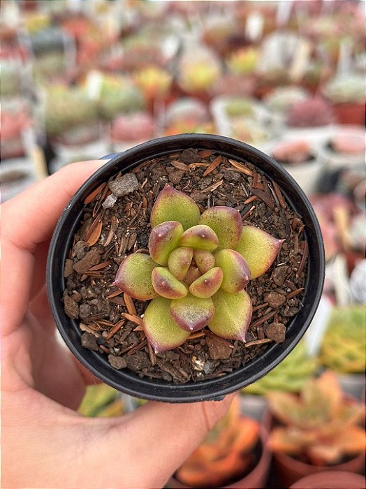 Echeveria ebony green