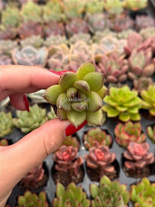 Echeveria ebony green (plug)
