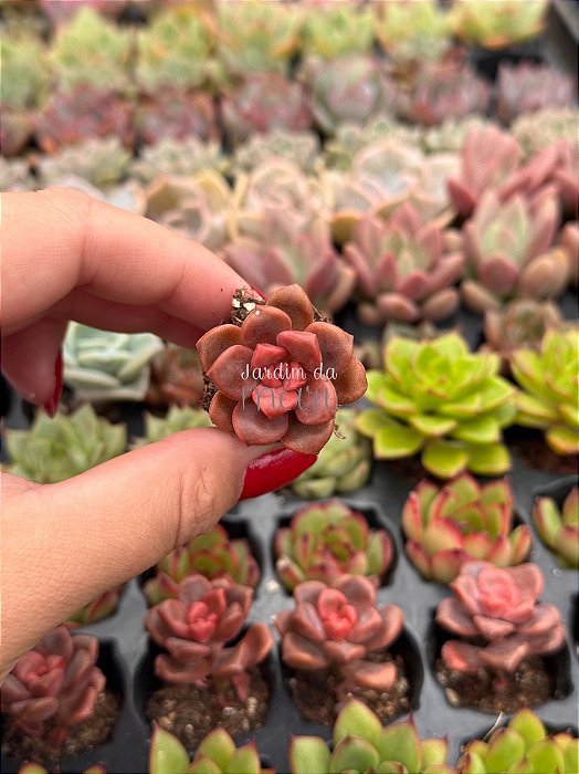 Graptosedum Adria bubbaloo (plug)