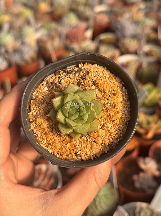 Echeveria Fabíola (plug)