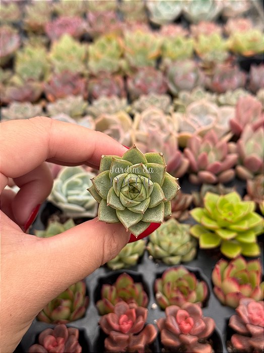 Echeveria Fabíola (plug)