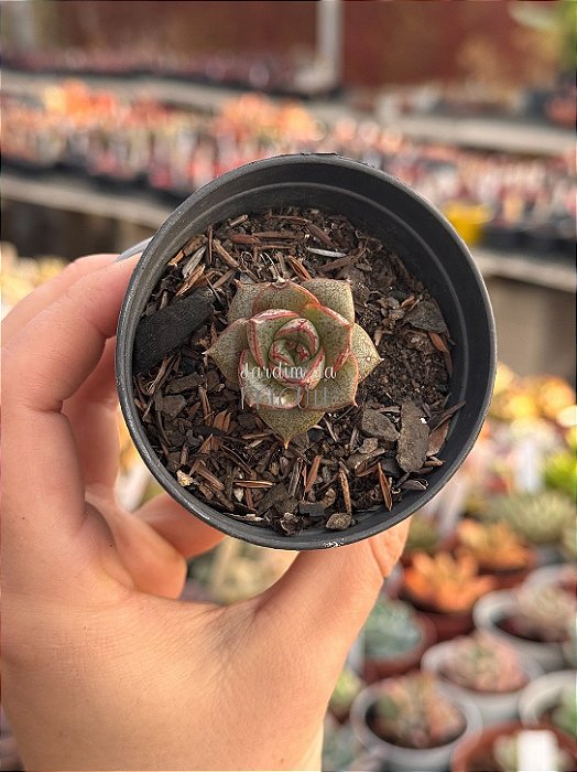 Echeveria dyonisos (plug)