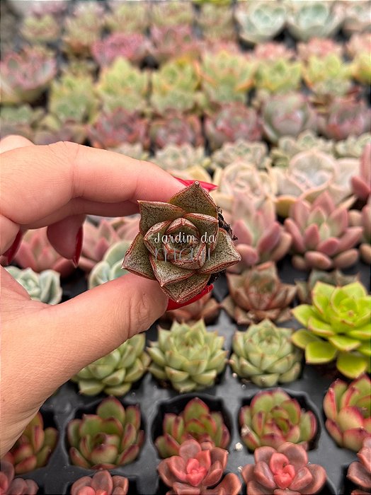 Echeveria dyonisos (plug)