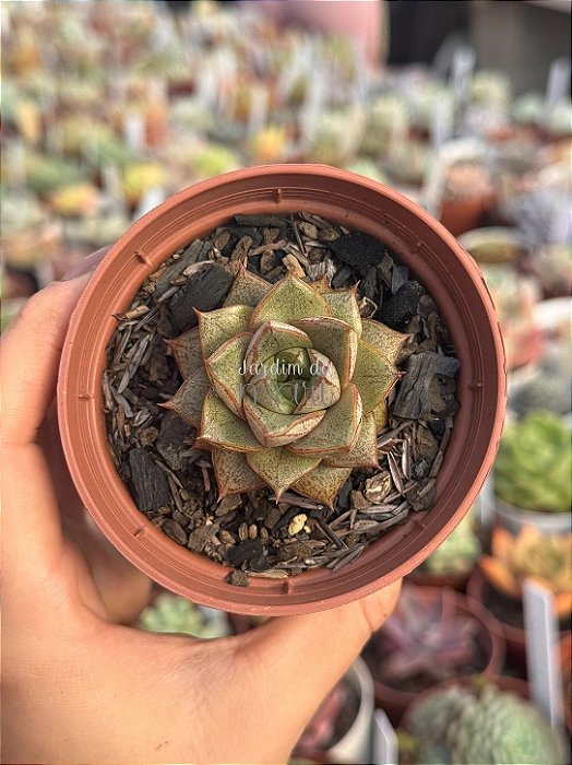 Echeveria dyonisos (plug)