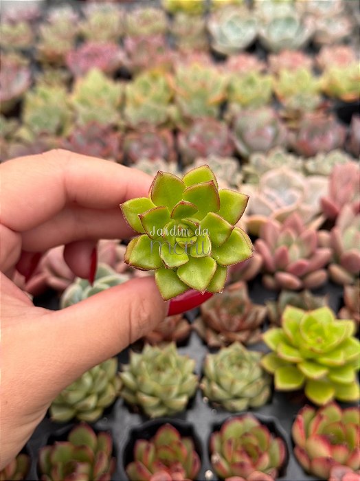 xSedeveria Letízia (plug)