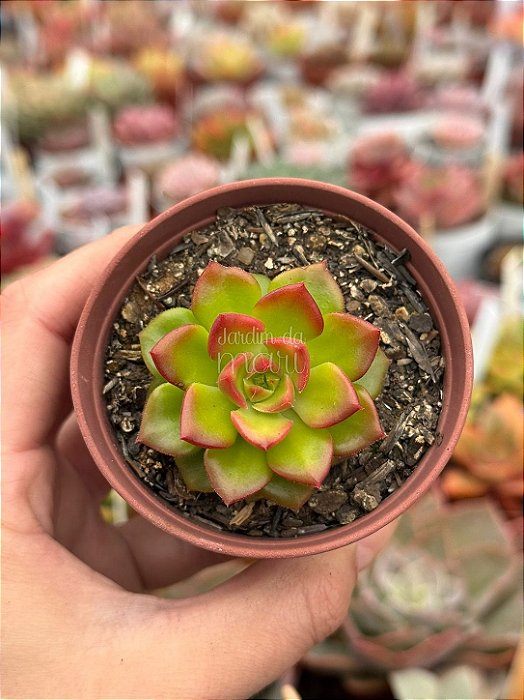 xSedeveria Letzia