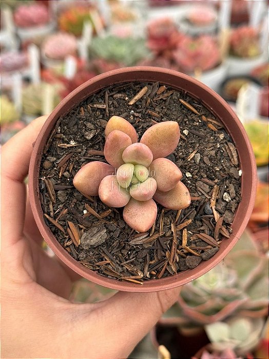Pachyveria rose crown P