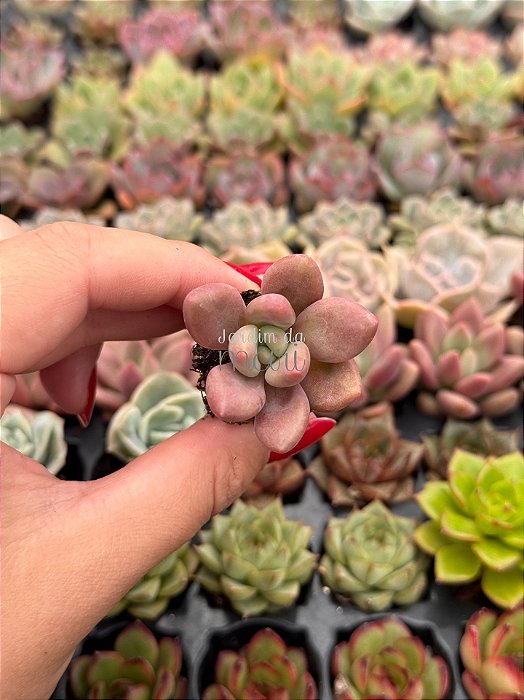 Pachyveria rose crown (plug)