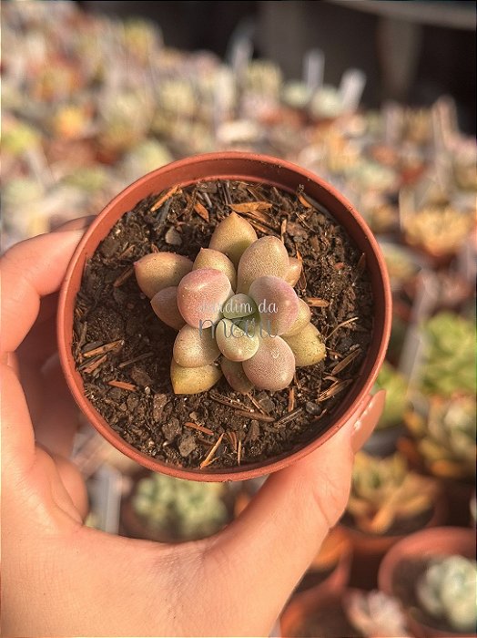 Pachyveria rose crown P