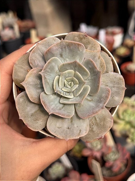 Echeveria marble magic ball