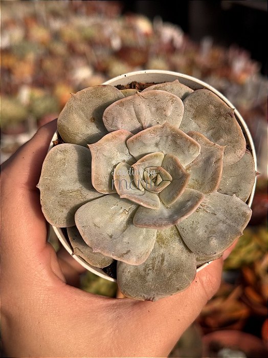 Echeveria marble magic ball