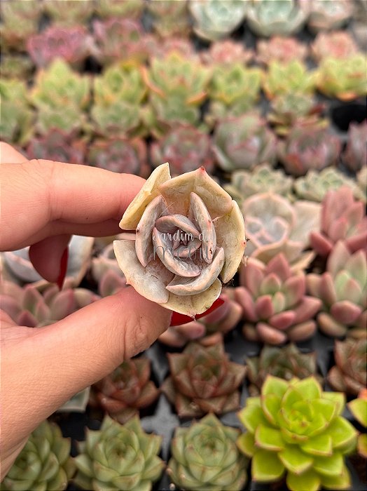 Echeveria marble magic ball (plug)