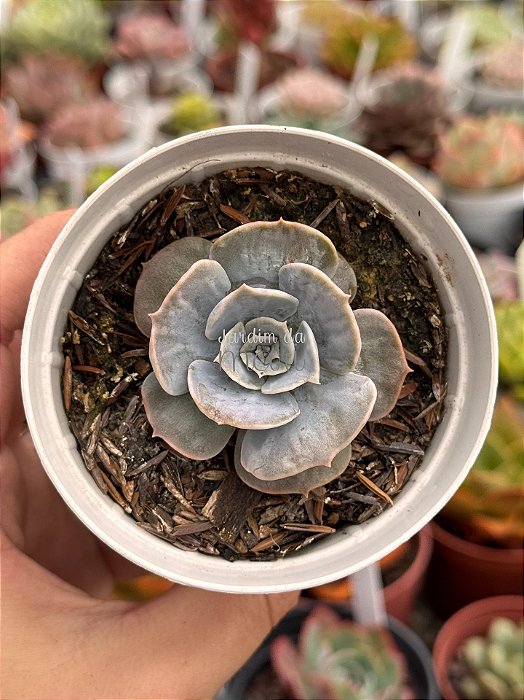 Echeveria marble magic ball