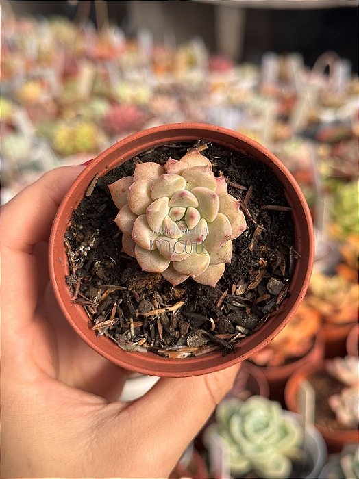 Echeveria tinkerbell P
