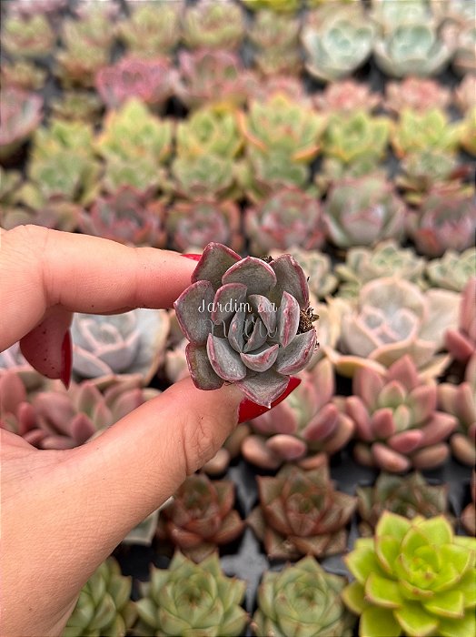 Echeveria dark ice (plug)