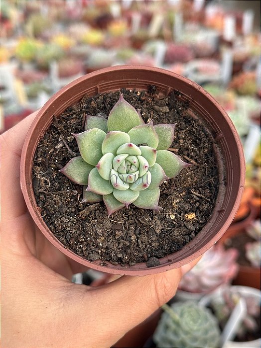 Echeveria beatrice (plug)