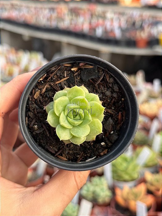 Echeveria lime’n chime (plug)