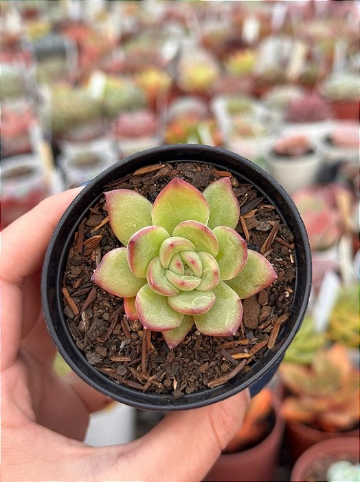 Echeveria falsa Nubia