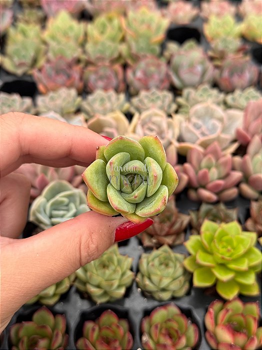 Echeveria falsa Núbia (plug)