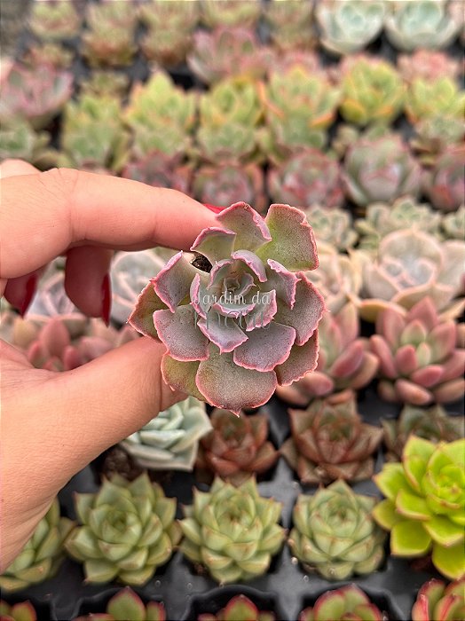 Echeveria neon breakes (plug)
