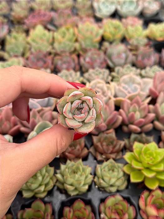 Echeveria orion (plug)