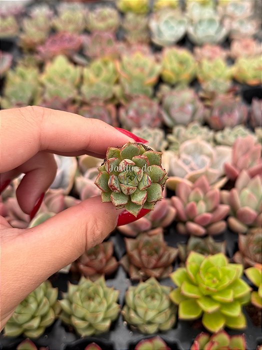 Echeveria swallow (plug)