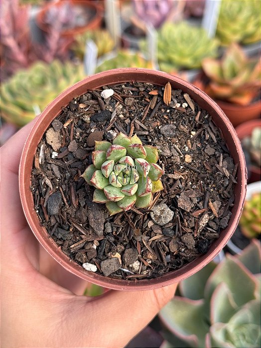 Echeveria swallow