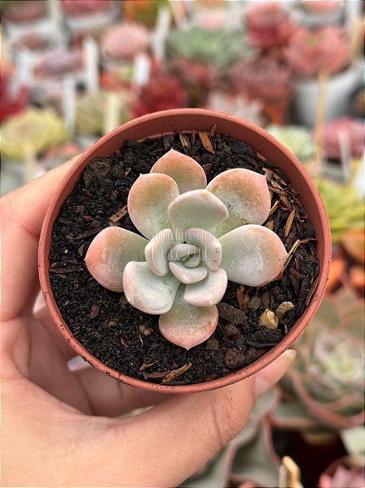 Pachyveria orpet P