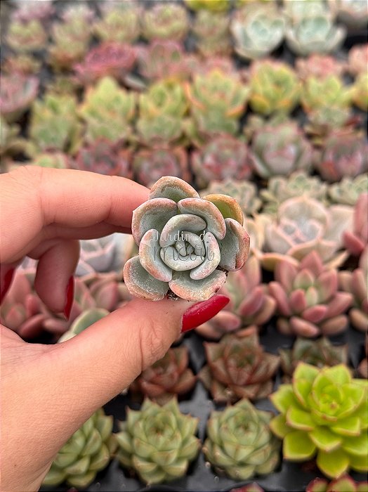 Pachyveria orpet (plug)